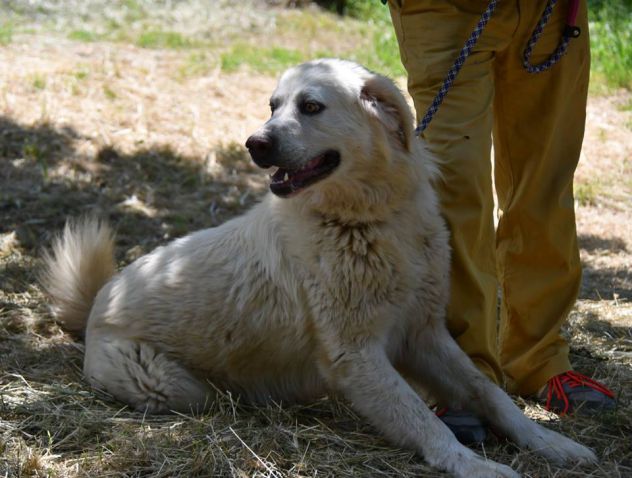 ACHILLE E SPARTACO, splendidi maremmani - Foto 6