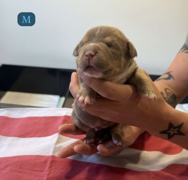 CUCCIOLI AMERICAN BULLY - Foto 5