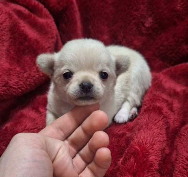 Stupendi chihuahua pedigree enci