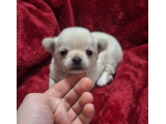 Stupendi chihuahua pedigree enci