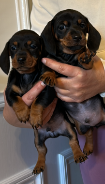 Bellissimi cuccioli di bassotto