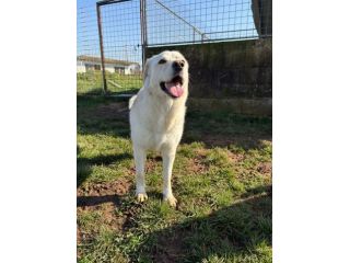 Lady simil Labrador