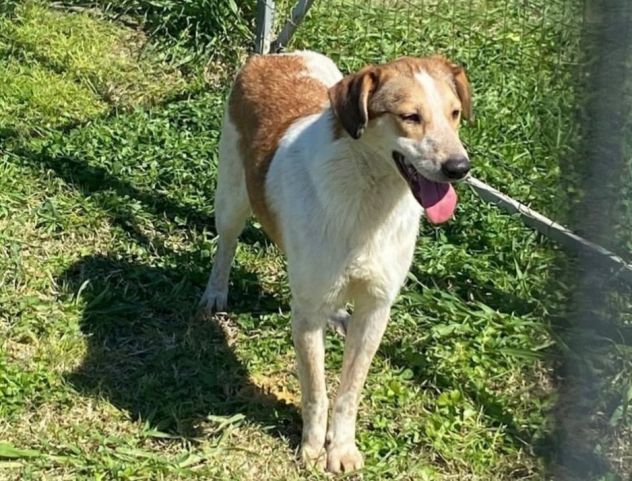 ELVIS E COOKY CAGNOLINI IN ADOZIONE - Foto 10