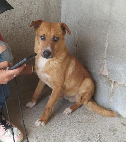 ENZO 12 ANNI 15/16 KG CIRCA CIECO IN CANILE - Foto 2