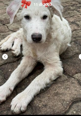 Femmina 10mesi PARALIZZATA PRESTO IN CANILE! CALABRIA