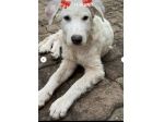 Femmina 10mesi PARALIZZATA PRESTO IN CANILE! CALABRIA