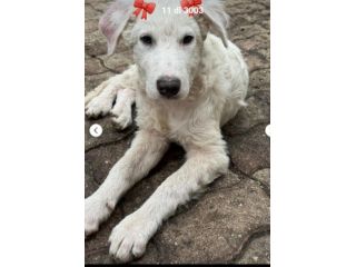 Femmina 10mesi PARALIZZATA PRESTO IN CANILE! CALABRIA