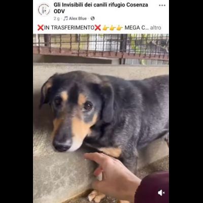 STILTON CERCA SALVEZZA CANE IN ADOZIONE - Foto 3