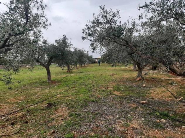Immobile in asta di 14312 m² in vendita a Orosei - Foto 10