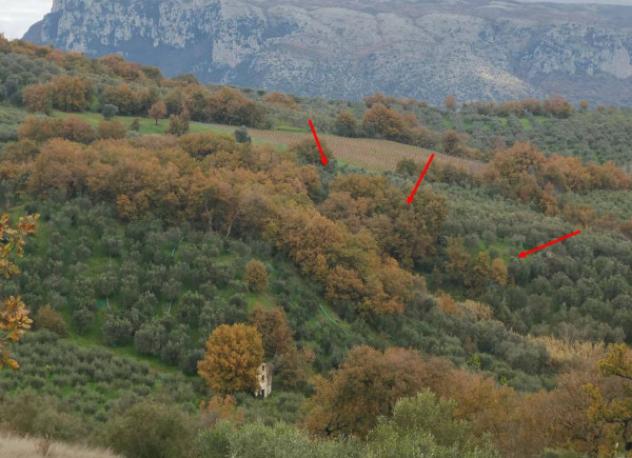 Immobile in asta di 6433 m² in vendita a Castelcivita - Foto 3