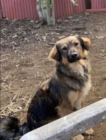 5anni splendido manto kg15 DA CUCCIOLO ASPETTA CASA.NAPOLI - Foto 3