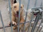 Romeo, pieno di voglia di vivere