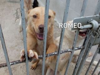 Romeo, pieno di voglia di vivere