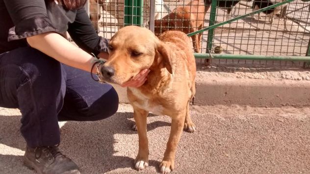 LUMACHINA, dolcissima cagnolina desiderosa d'amore - Foto 2