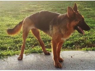 NOEMI, pastore tedesco di 4 anni e mezzo, con DISABILITA' (a Mantova)