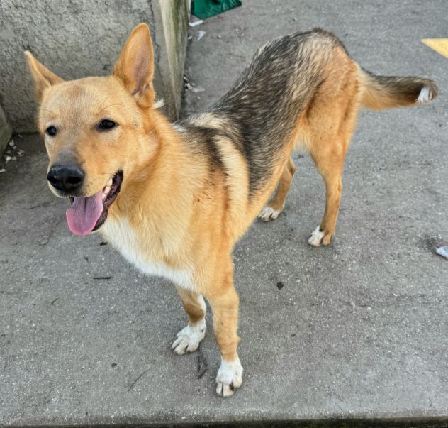 Loris 1 anno taglia media - Foto 2