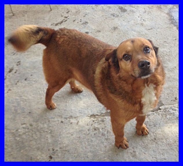MIMMO,TENERISSIMO SOLO IN CANILE CERCA CASA - Foto 2