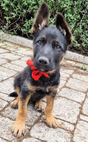 EVITIAMO IL CANILE A IGOR! - Foto 6