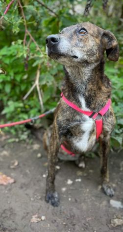 ASIA CAGNOLINA IN ADOZIONE
