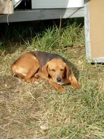 Jeff simil beagle in regalo - Foto 4