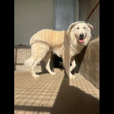OWEL SALVATELO DAL CANILE ETERNO CANE IN ADOZIONE - Foto 4
