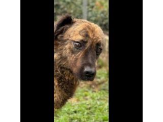 TOBY un mondo da scoprire, CANE IN ADOZIONE
