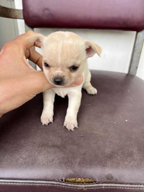Chihuahua Toy Femmina - Foto 7