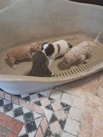 Cuccioli di Lagotto Romagnolo - Foto 7