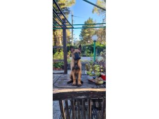 Cuccioli Pastore Belga Malinois in Calabria