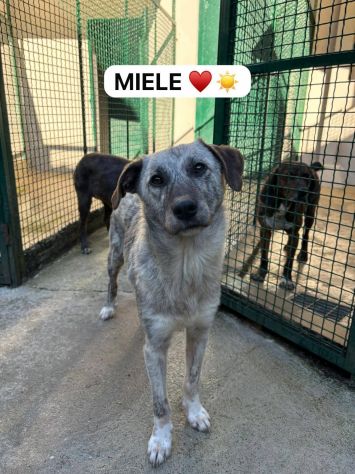 MIELE E MILO MIRACOLI D' AMORE CUCCIOLI IN ADOZIONE - Foto 5