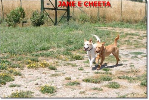 JANE, cucciolona speciale - Foto 2