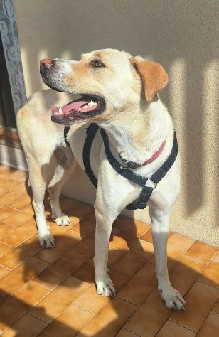 Lily 2 anni mix labrador
