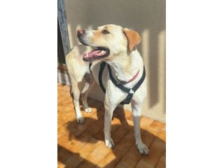 Lily 2 anni mix labrador