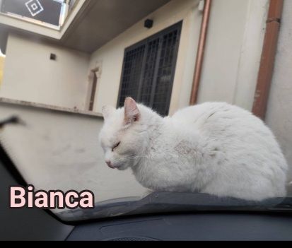 Micia Bianca adulta mollata mesi fa SOS ROMA - Foto 2