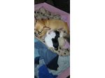 Cuccioli chihuahua