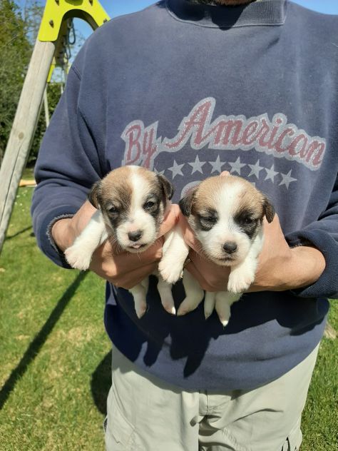 Cuccioli di Jack Russell con pedigree - Foto 3
