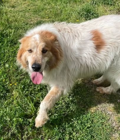 MATTIA ADORABILE CANE IN ADOZIONE - Foto 2