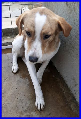 ROSE sui 7anni dolce triste patatina - Foto 6