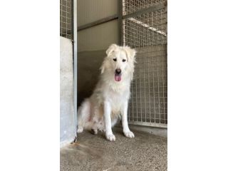 NEBBIA CANE IN ADOZIONE
