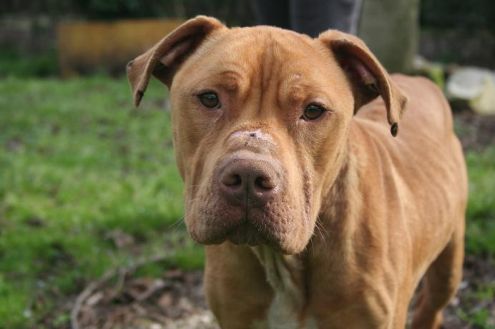 CHOCOLATE, bellissimo pitbull cioccolato - Foto 4