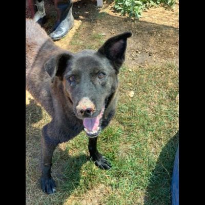 L' ESASPERAZIONE DI LEO, SIMIL LABRADOR, CANE IN ADOZIONE - Foto 9