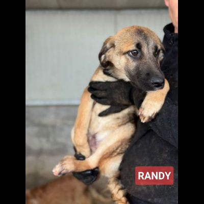 CUCCIOLI IN ADOZIONE: RANDY TENERO LUPETTO TG MEDIA