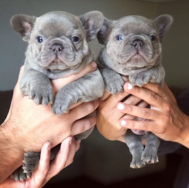 BULLDOG - BOULEDOGUE FRANCESE BLU - pagamento agevolato