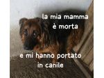 E’ IN CANILE Emily è in canile perché la sua mamma umana è morta.