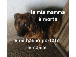 E’ IN CANILE Emily è in canile perché la sua mamma umana è morta.