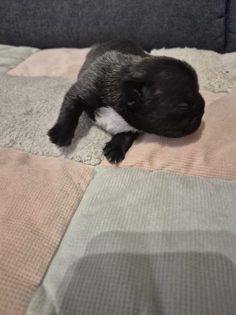 Bulldog francese - Foto 5