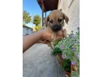 Fagiolino cucciolo taglia piccola