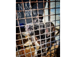 Nika Pitbull 10ANNI X 14KG DA SEMPRE IN CANILE! Le regaliamo 1casa?Sicilia