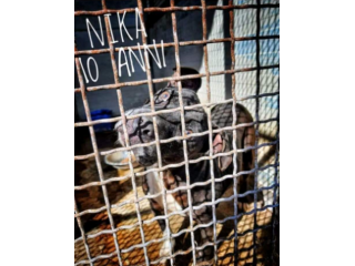 Nika Pitbull 10ANNI X 14KG DA SEMPRE IN CANILE! Le regaliamo 1casa?Sicilia