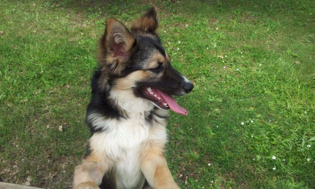 SISSY, stupenda cucciola speciale - Foto 4